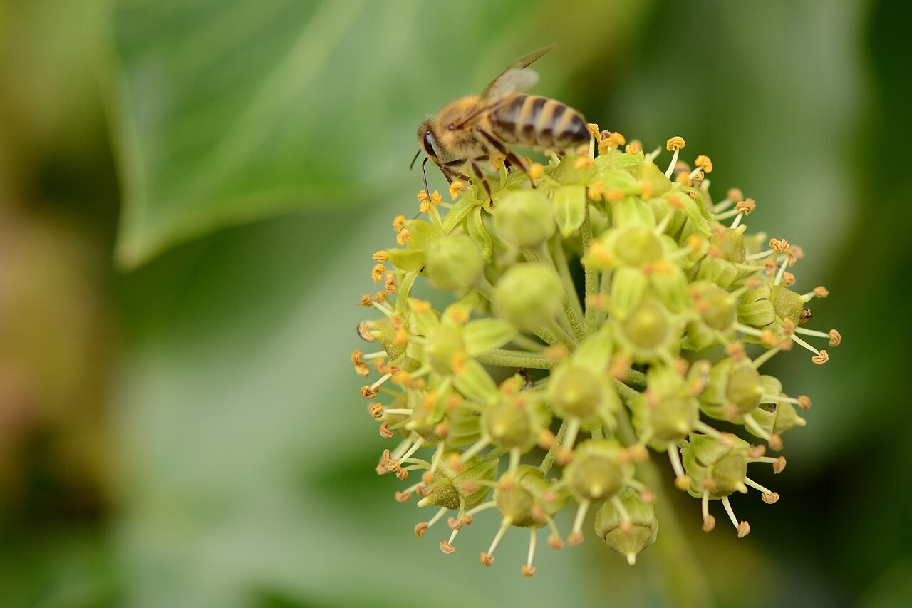 A bee on a cluster of ivy flowers, with green leaves blurred behind it