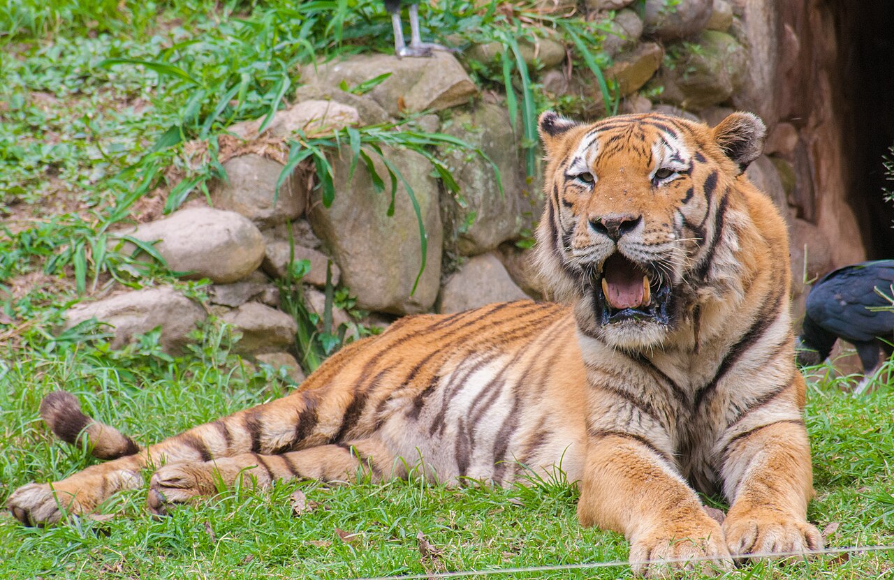 A tiger lying on grass in a zoo enclosure (file image, not taken at Yorkshire Wildlife Park)