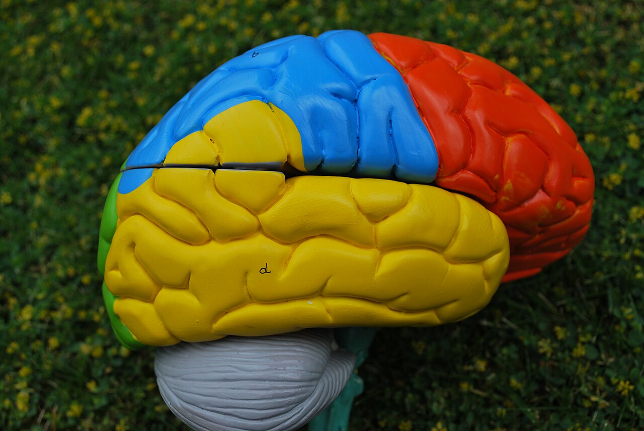 Human brain is ‘two separate organs’, Stanford study finds