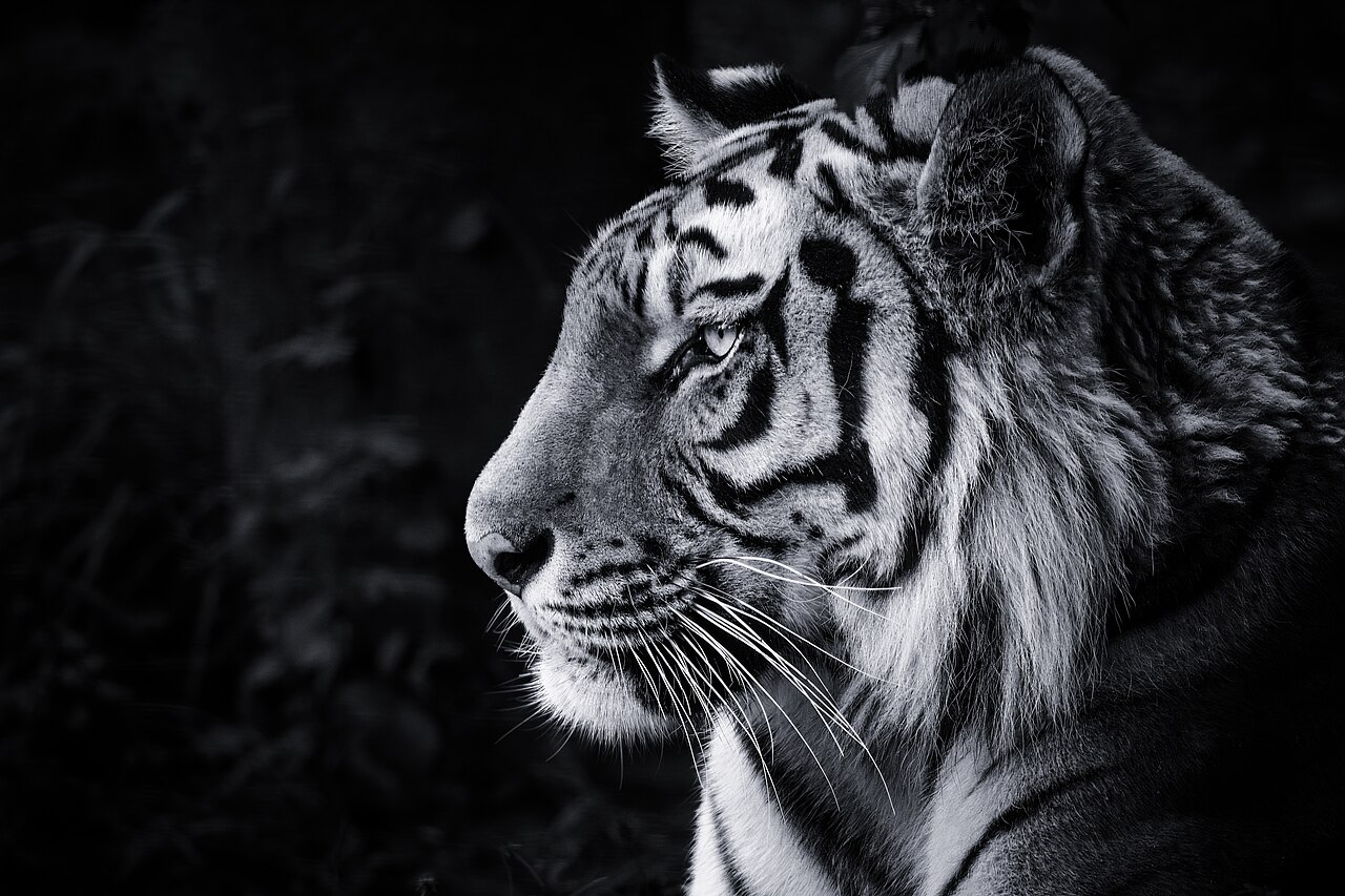 A tiger in profile, black-and-white file image, not taken at Yorkshire Wildlife Park