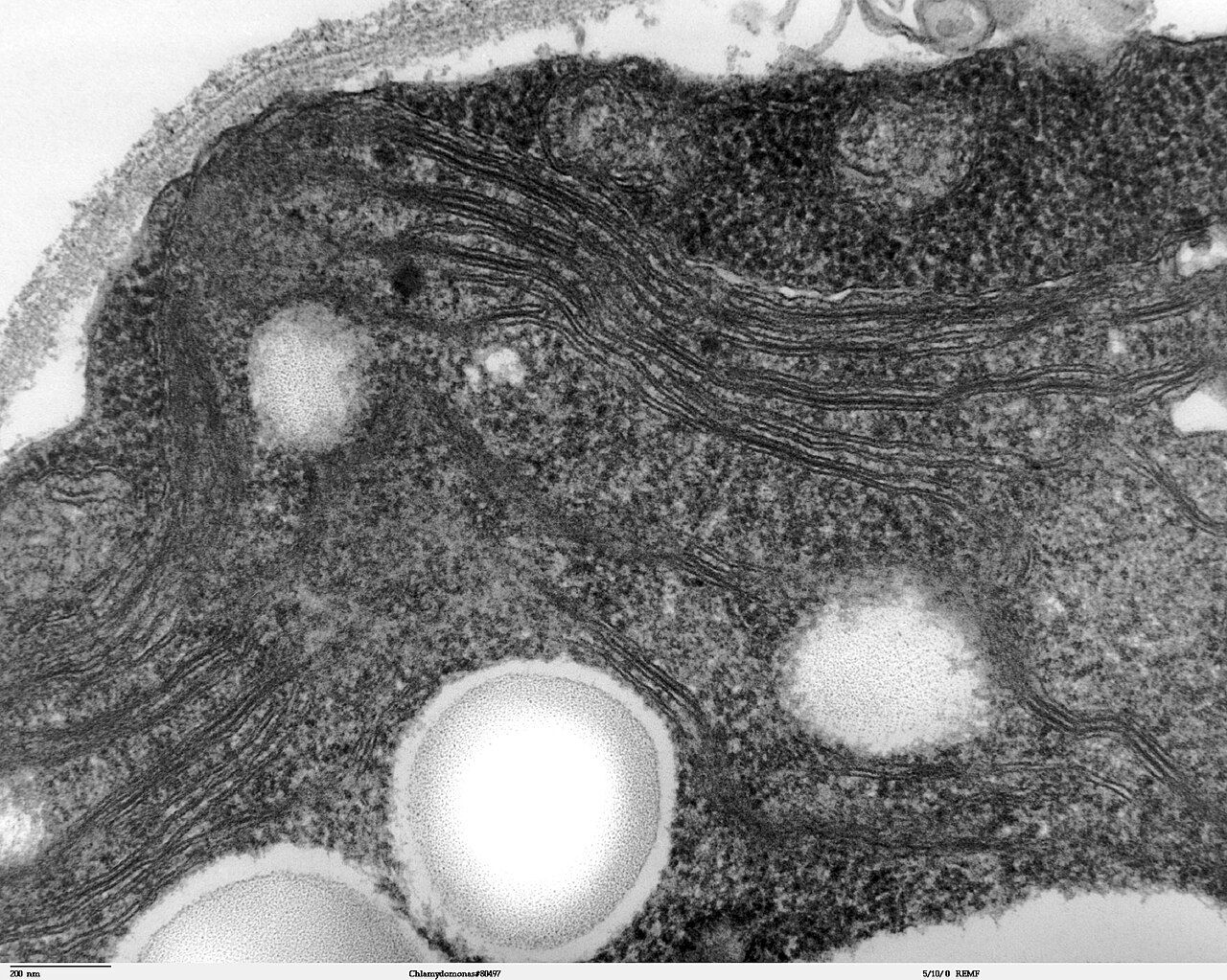 Transmission electron microscope image of a Chlamydomonas green alga cell, the kind of single-celled alga whose light-sensitive protein led to optogenetics