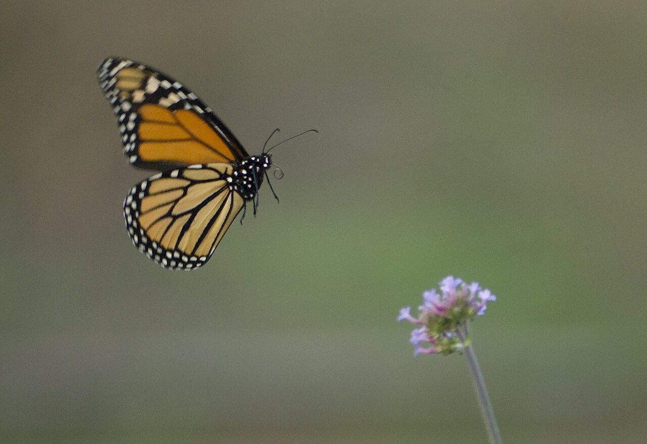 An orange-and-black butterfly with white-spotted wing edges in flight beside a small purple flower