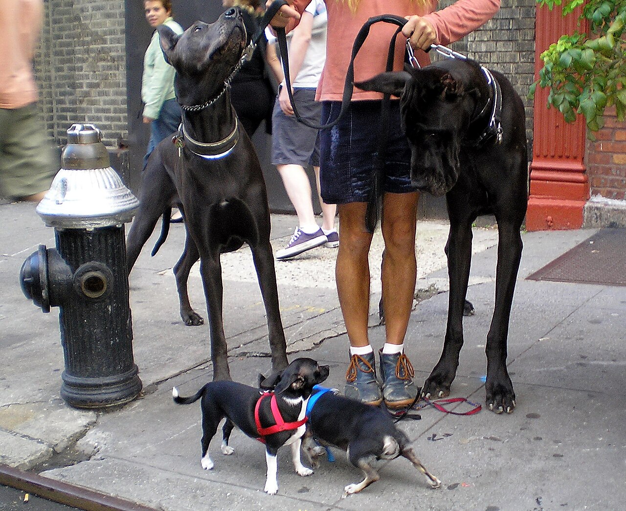Two Great Danes on leads stand on a New York street with two Chihuahuas at their feet