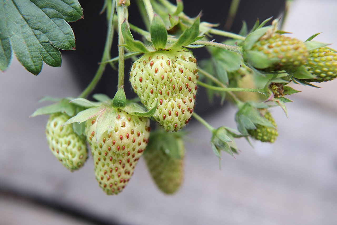 Unripe green strawberries with red seeds hanging on a strawberry plant among leaves