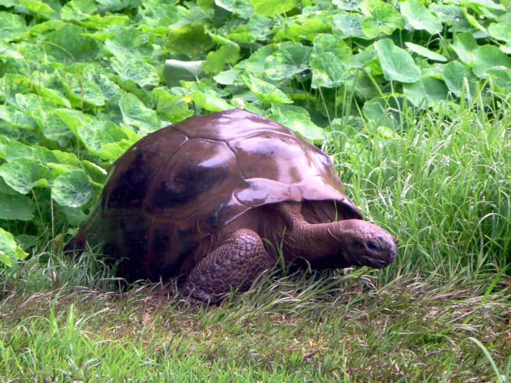 A giant tortoise with a dark domed shell walks across wet grass in front of a bed of broad green leaves.