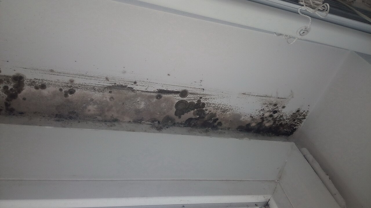 Black and grey mould growing along a white window frame and wall inside a building