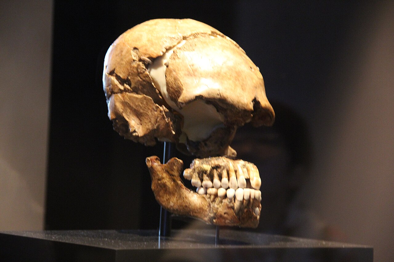 A Neanderthal skull and lower jaw on display at the Neues Museum in Berlin